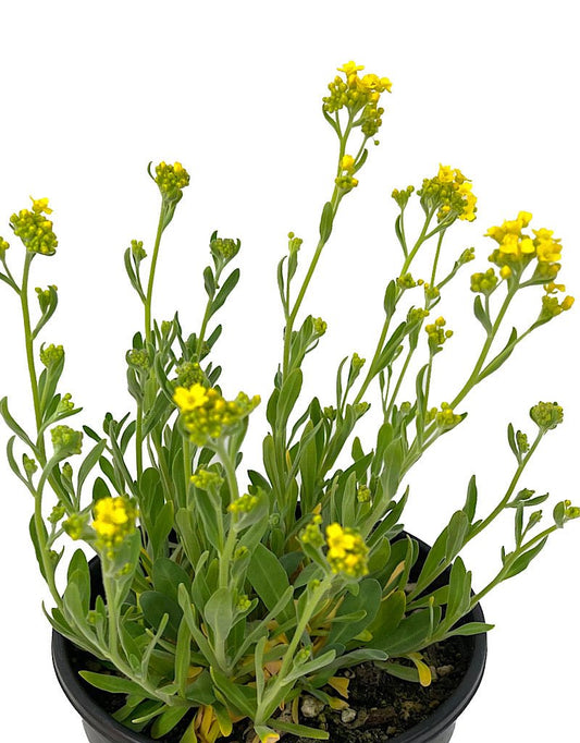 Aurinia 'Basket of Gold Alyssum' 1 Gallon - The Garden Corner