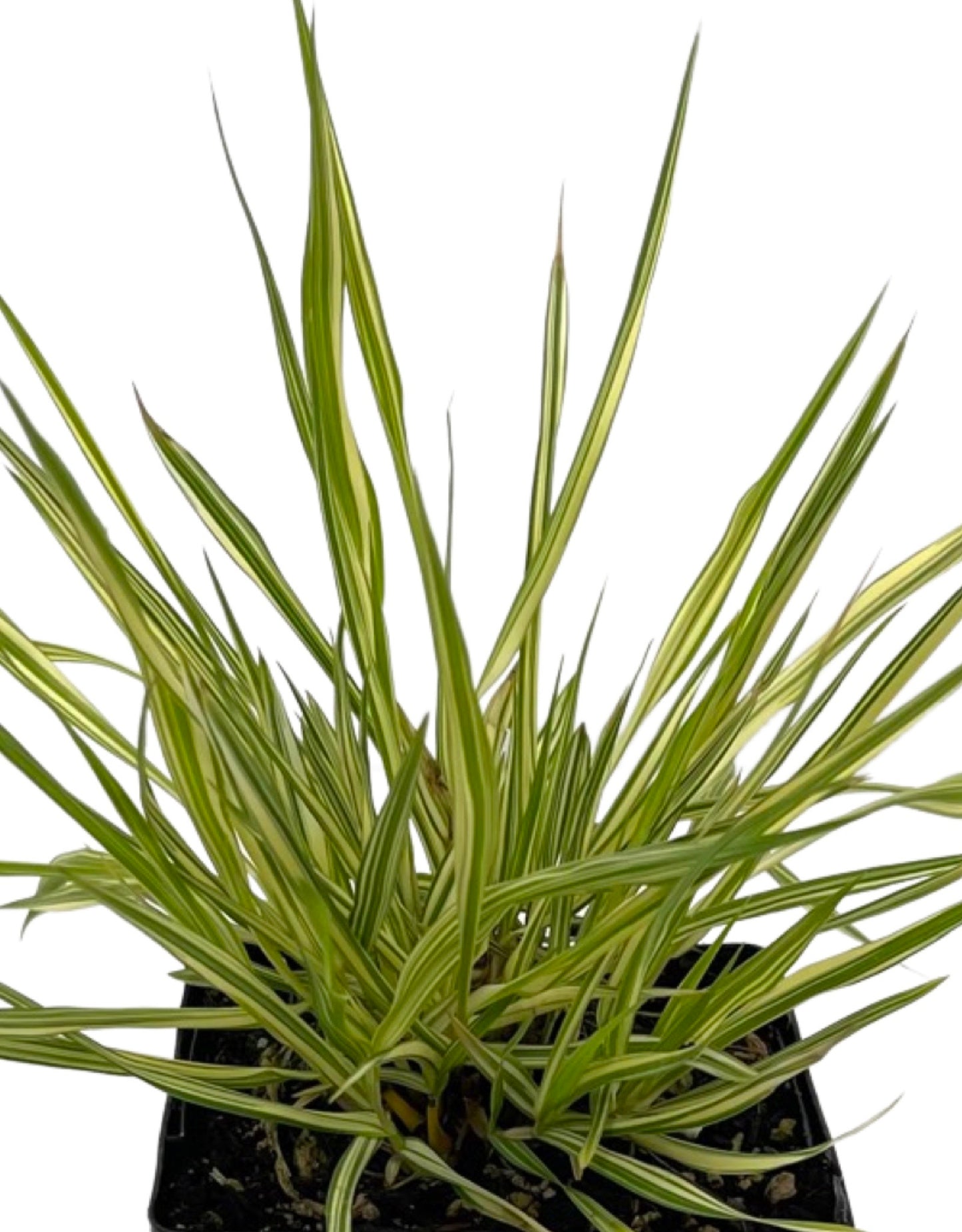 Molinia caerulea 'Variegata' 4 inch - The Garden Corner