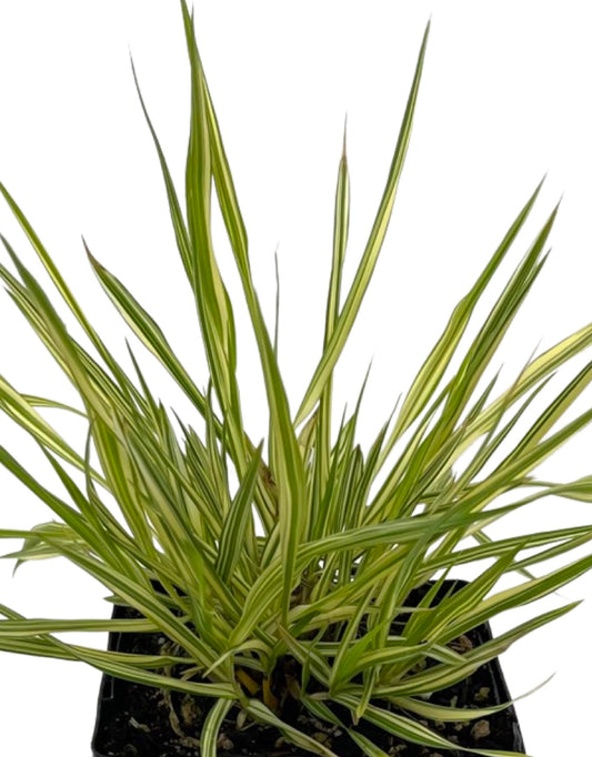 Molinia caerulea 'Variegata' 4 inch - The Garden Corner