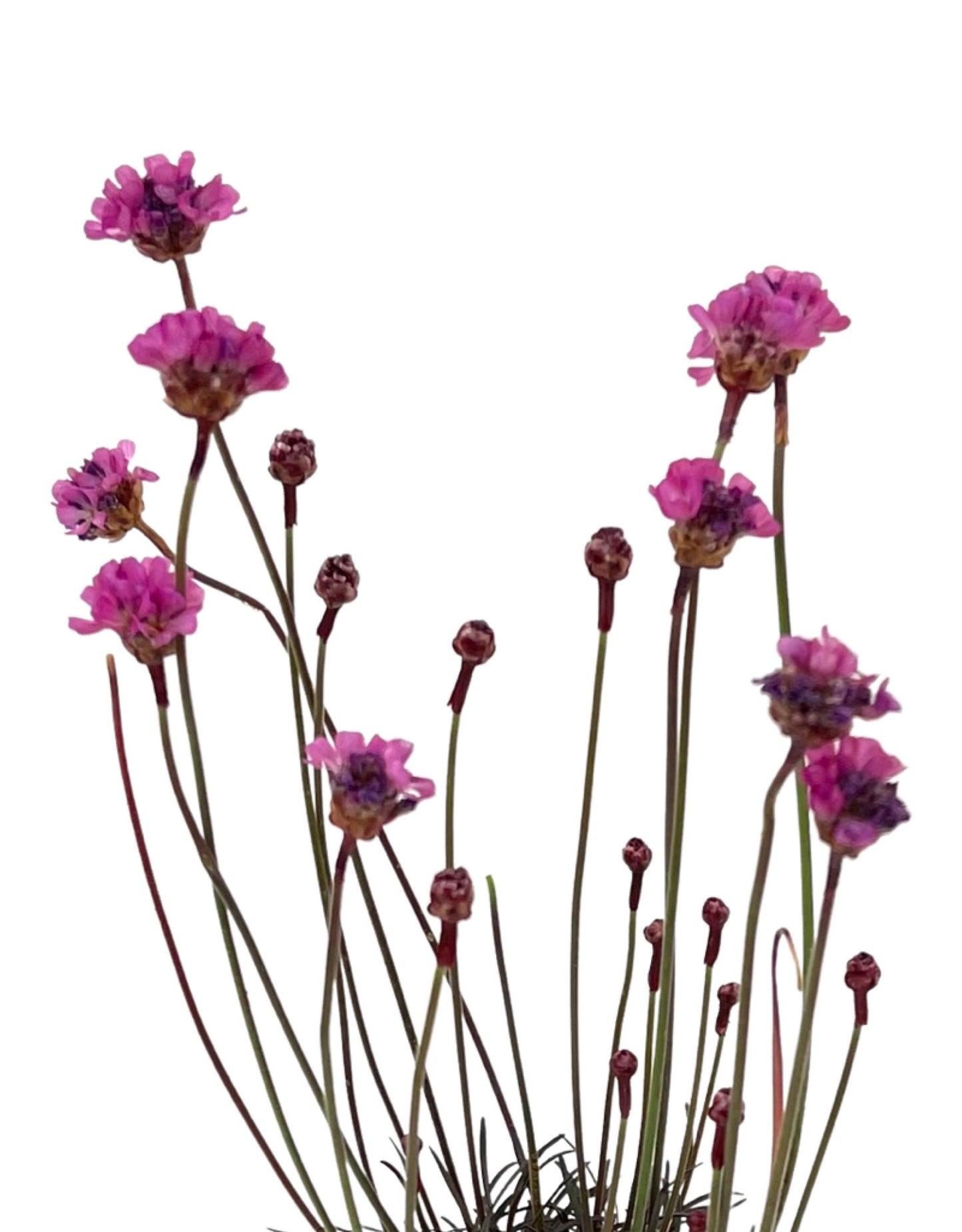 Armeria maritima 'Rubrifolia' 4 Inch - The Garden Corner