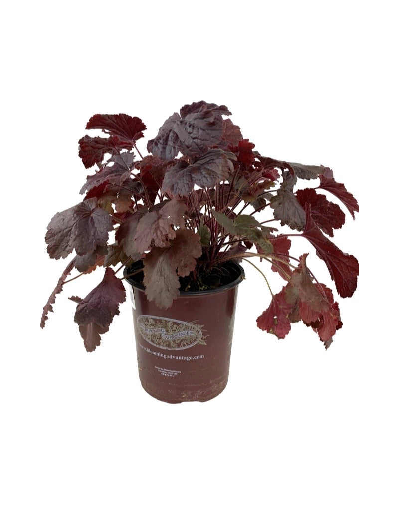 Heuchera 'Northern Exposure Black'