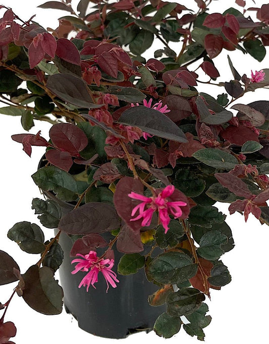 Loropetalum 'Sizzling Pink' 1 Gallon - The Garden Corner