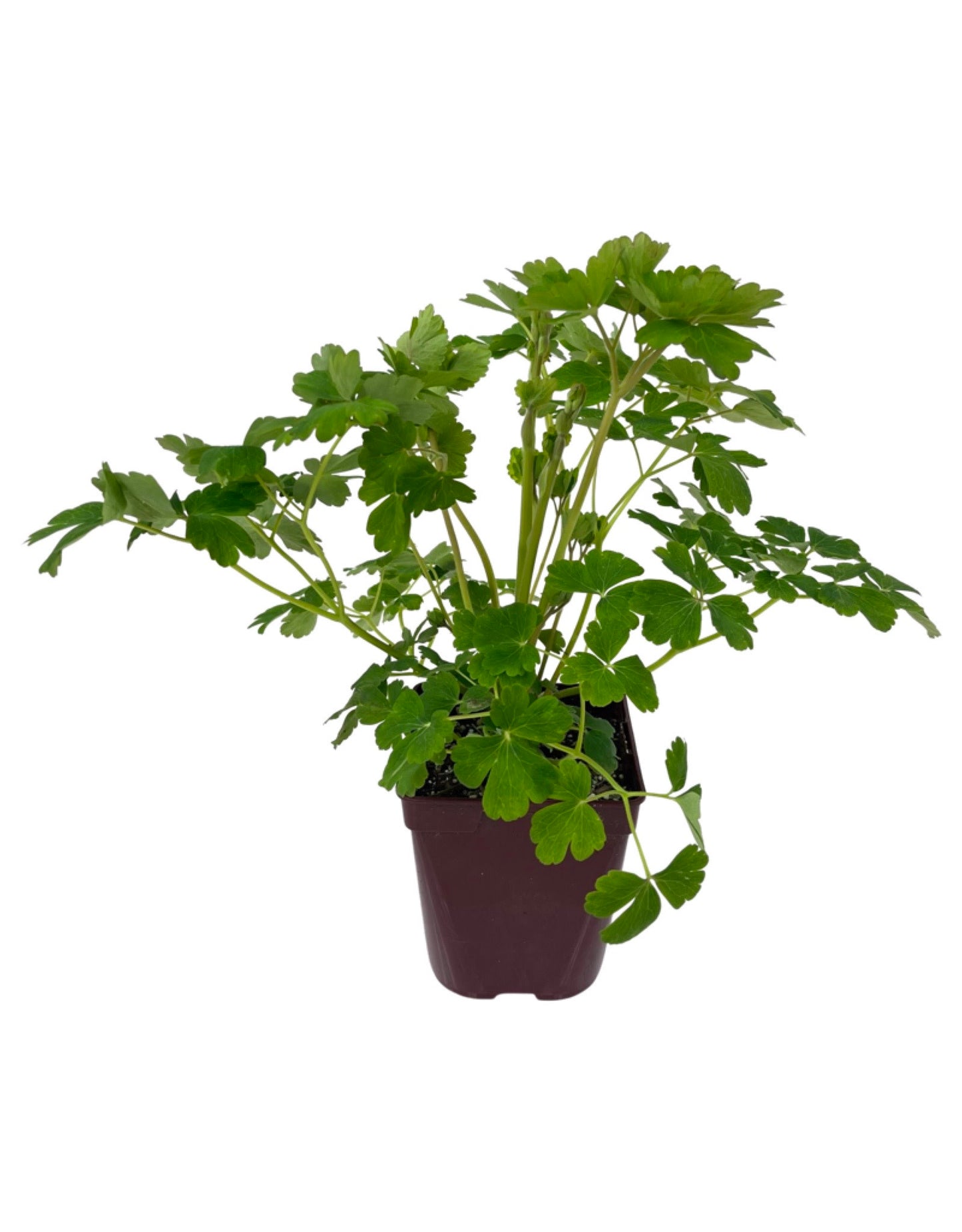 Aquilegia €˜Clementine Salmon Rose €˜ - The Garden Corner