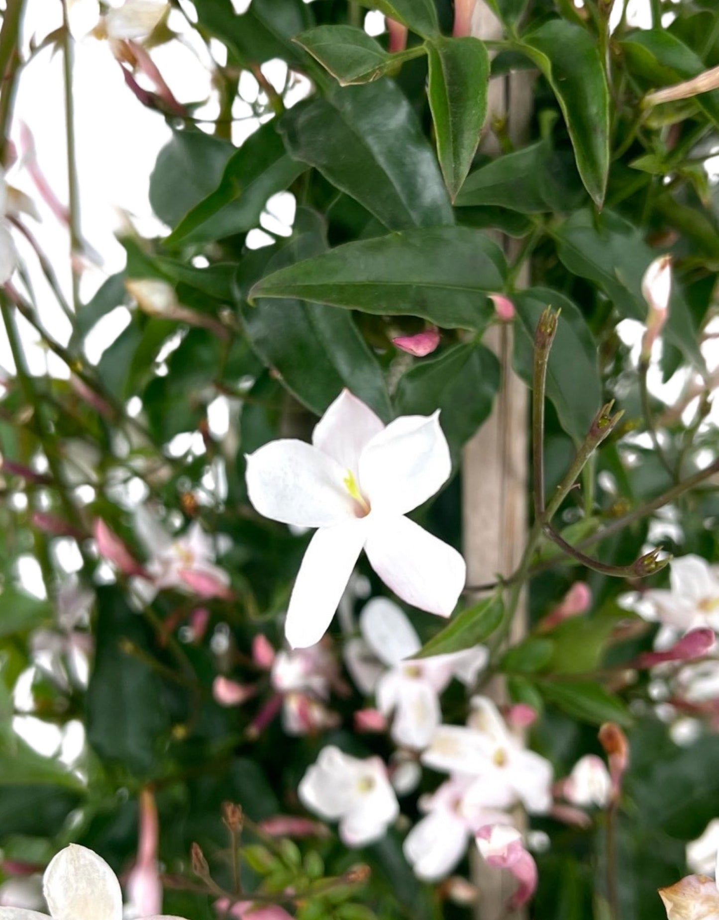 Jasminum polyanthum - The Garden Corner