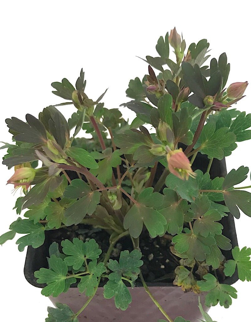 Aquilegia canadensis 'Little Lanterns' - 4 inch - The Garden Corner
