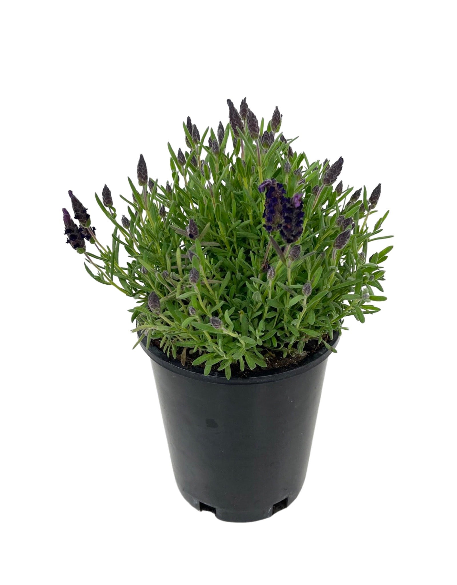 compact lavender plants Lavandula stoechas 'Compact Purple' – The Garden Corner