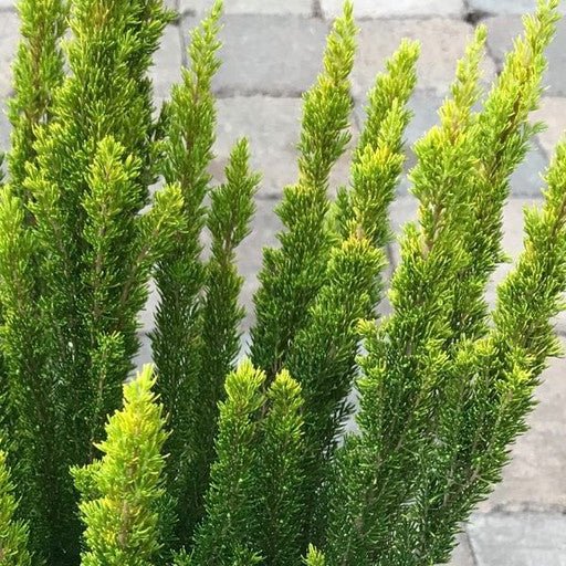 Erica arborea 'Golden Joy' - 1 gal - The Garden Corner