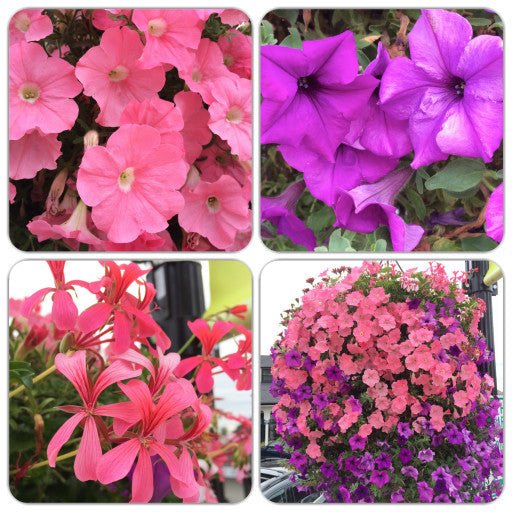 Our Passion Basket - Pre-Order - Annuals