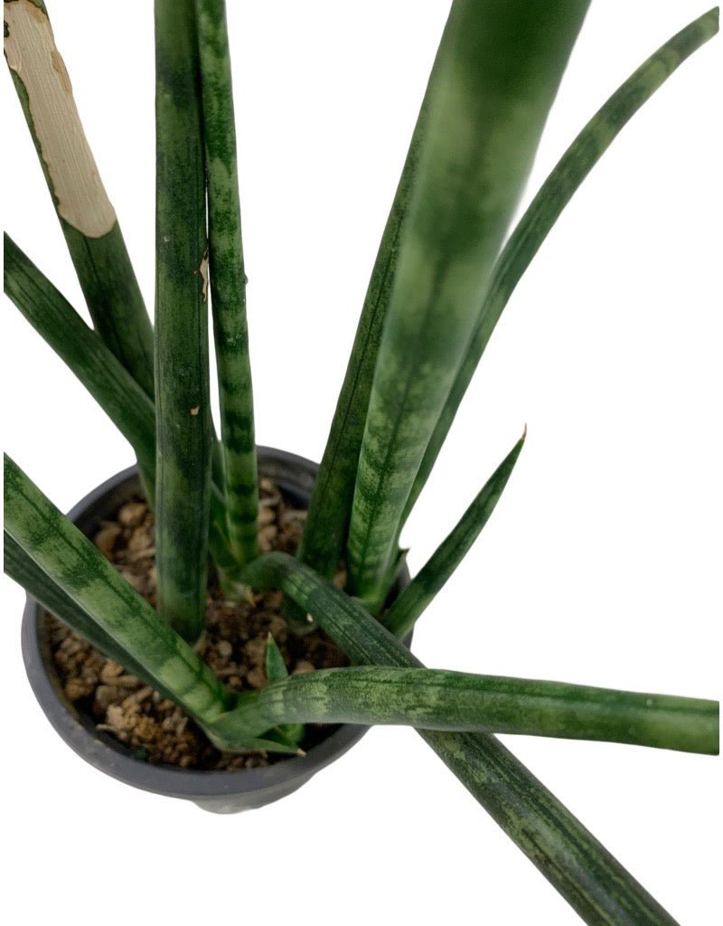 Sansevieria cylindrica - The Garden Corner