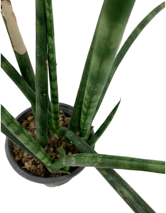 Sansevieria cylindrica - The Garden Corner