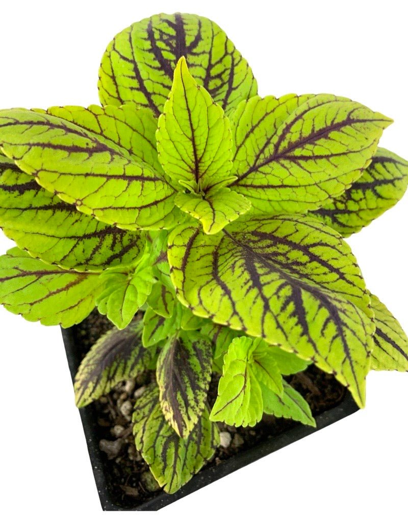 Coleus 'Gay's Delight' - The Garden Corner