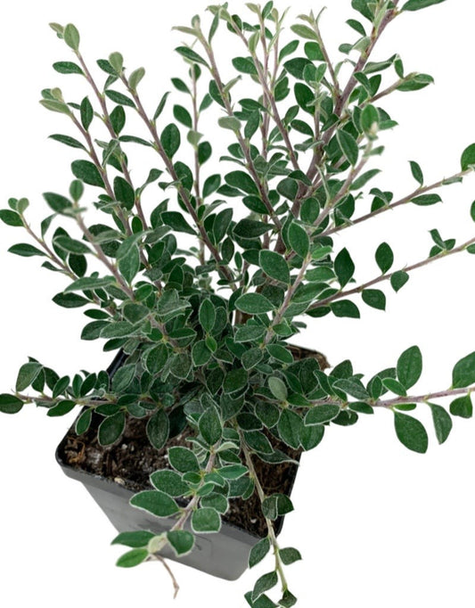 Cotoneaster glaucophyllus hort. - The Garden Corner