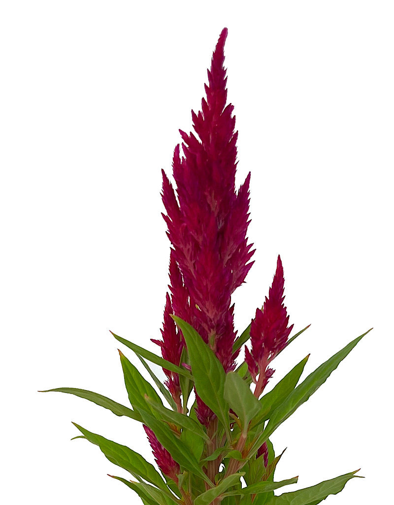 Celosia 'Fresh Look Red' 4 Inch