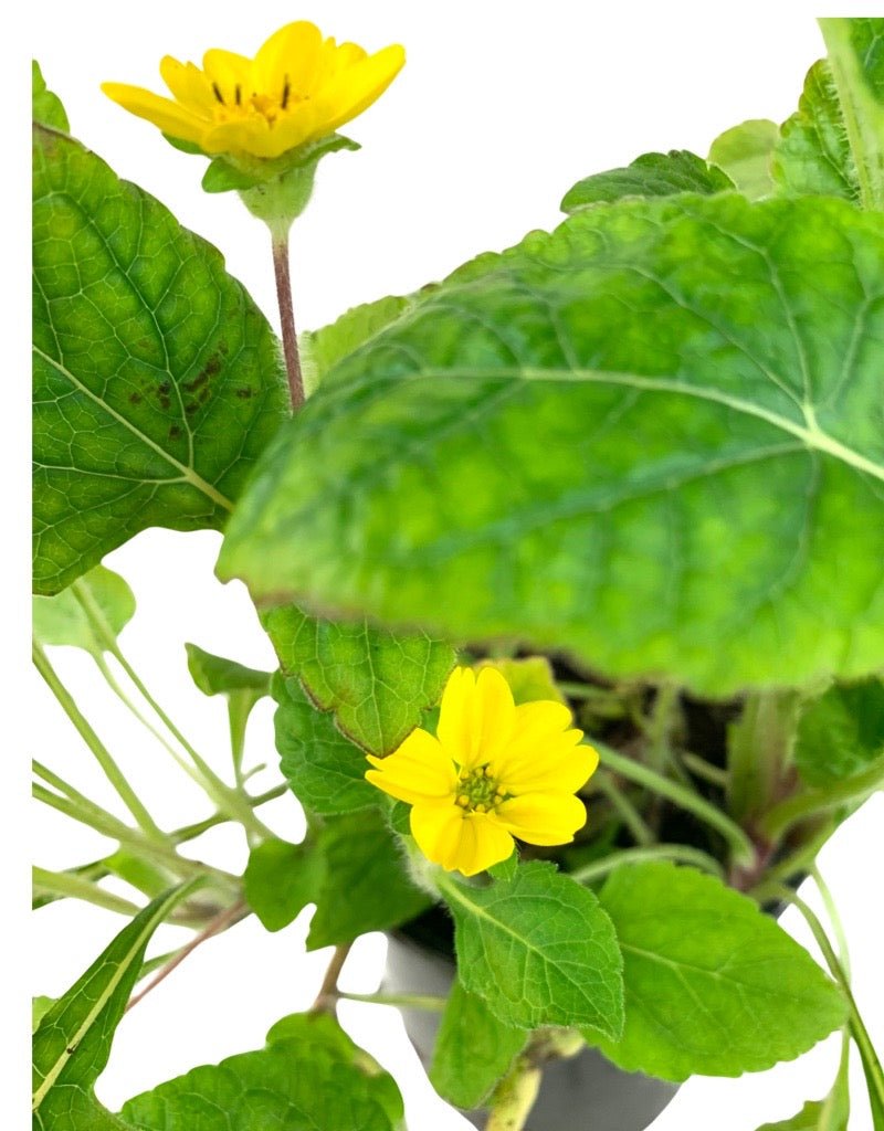 Chrysogonum virginianum 'Pierre' - The Garden Corner