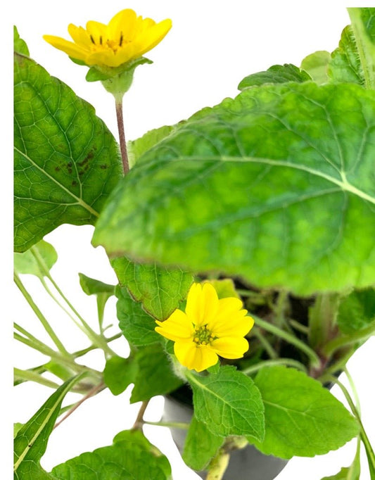 Chrysogonum virginianum 'Pierre' - The Garden Corner