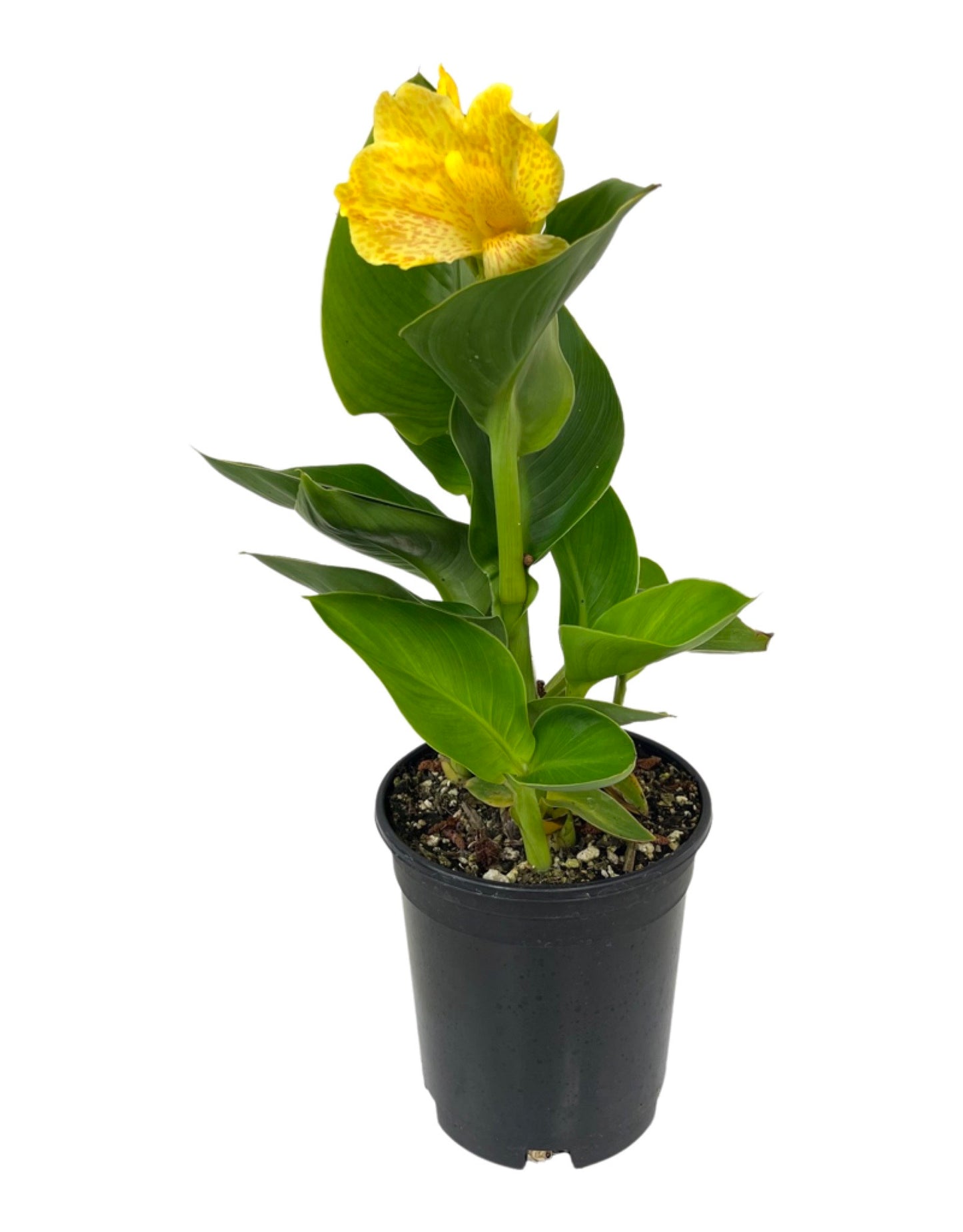 Canna x generalis 'Tropical Yellow'