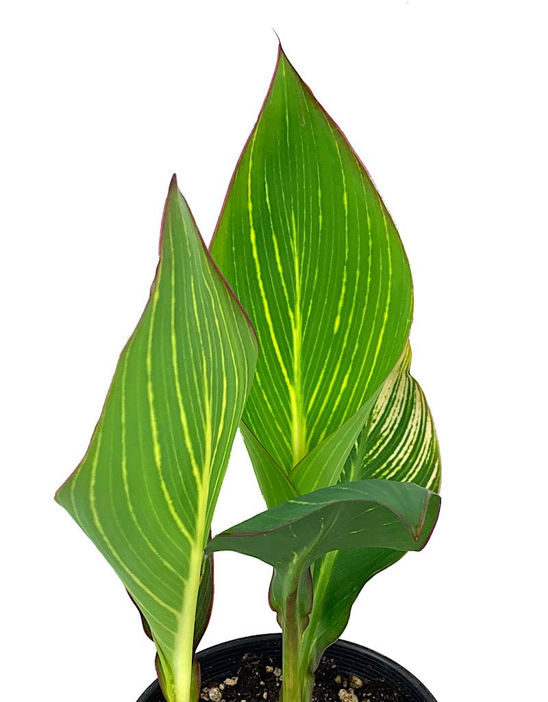 Canna 'Pretoria' - The Garden Corner