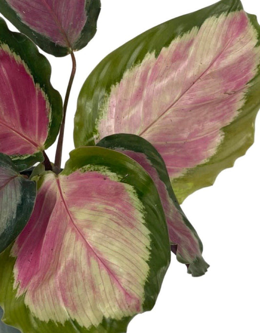 Calathea roseopicta 'Rosy' - The Garden Corner