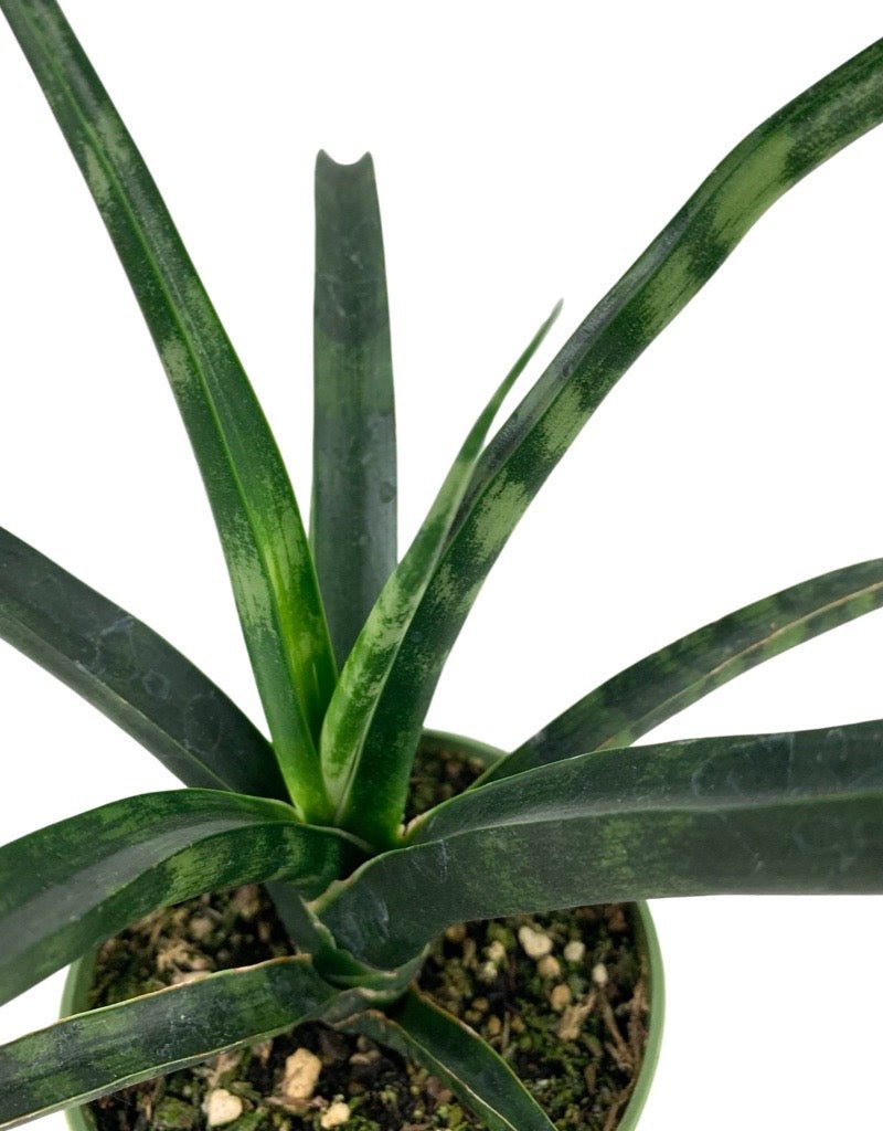 Sansevieria bacularis 'Mikado' 4 Inch - The Garden Corner