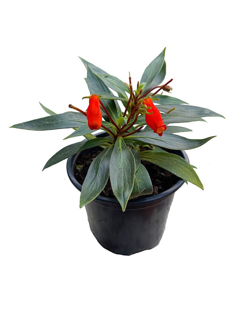 is gloxinia a potted plant Gloxinia sylvatica 'Bolivian Sunset' – The Garden Corner