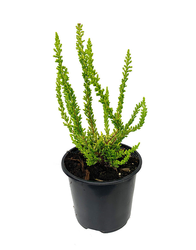 Calluna vulgaris 'Zeta'
