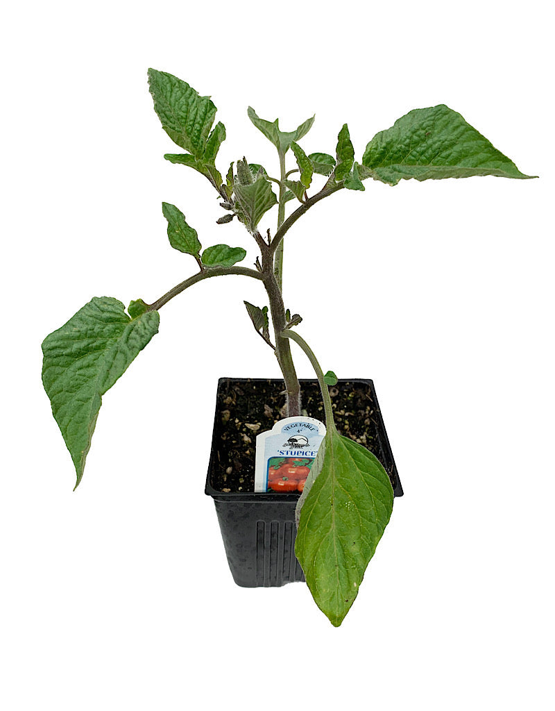 Tomato 'Stupice'