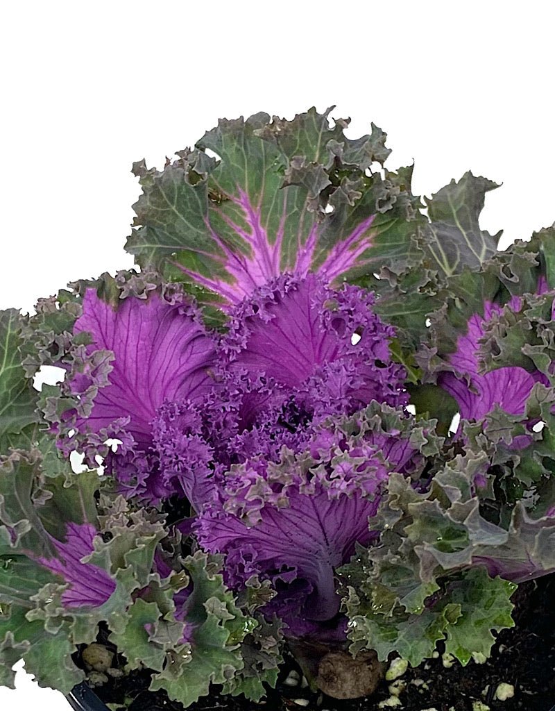 Kale 'Nagoya Rose' Quart - The Garden Corner