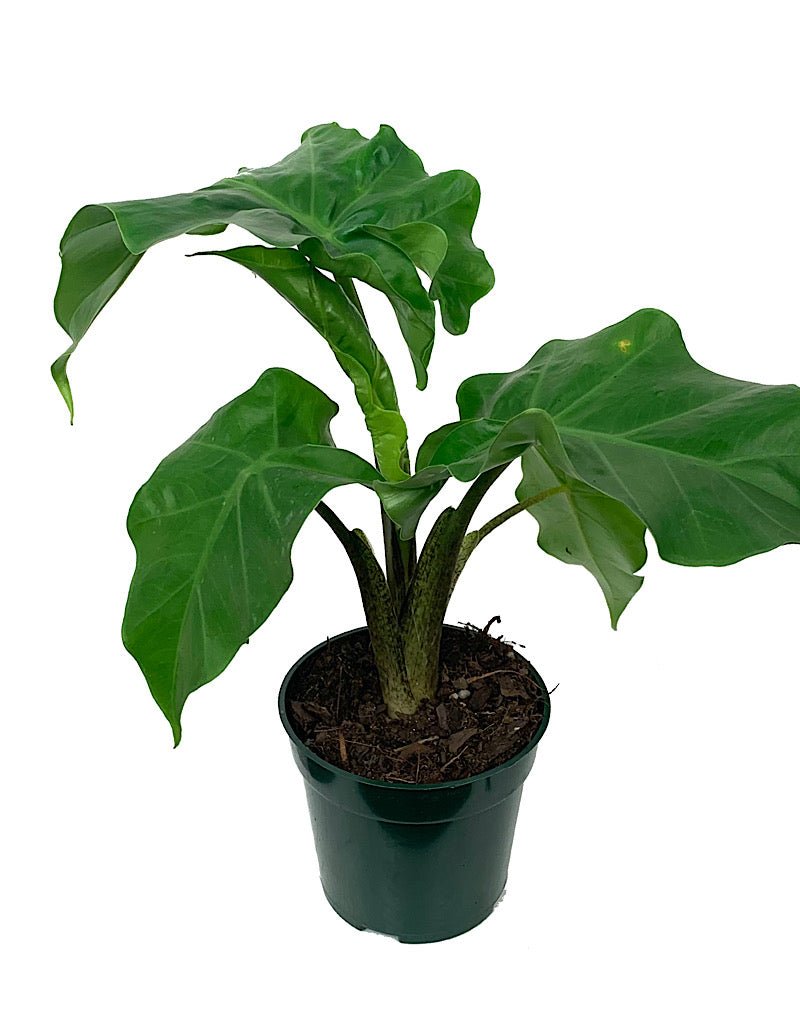Alocasia 'Lowrider' 4 Inch - The Garden Corner