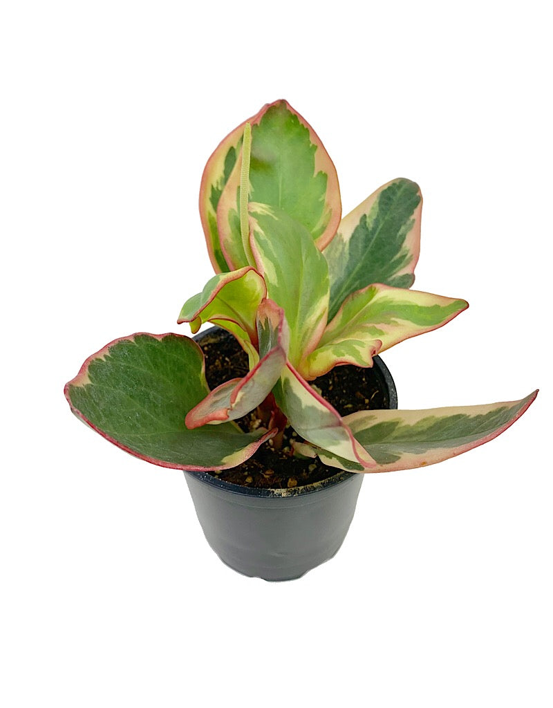 Peperomia obtusifolia €˜Ginny 4 inch