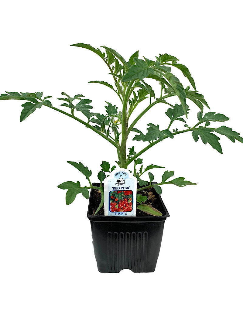 Tomato 'Red Pear'