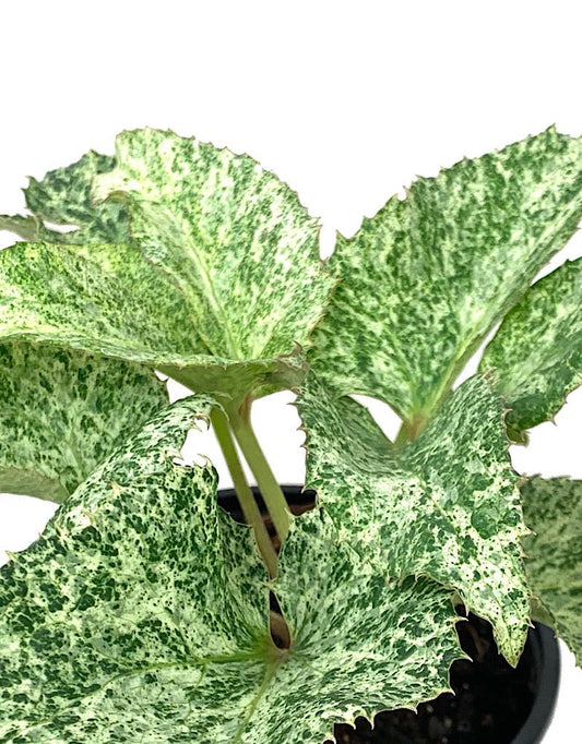 Helleborus argutifolius 'Snow Fever' - The Garden Corner