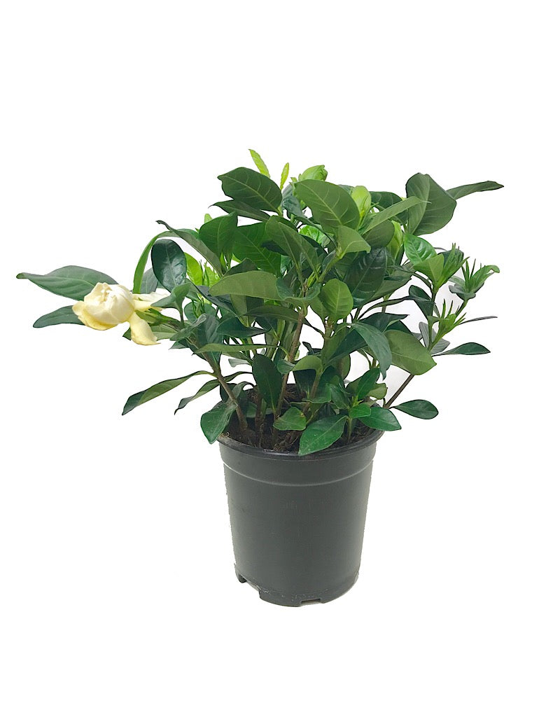 Gardenia jasminoides 'Veitchii' - Seasonal Plant