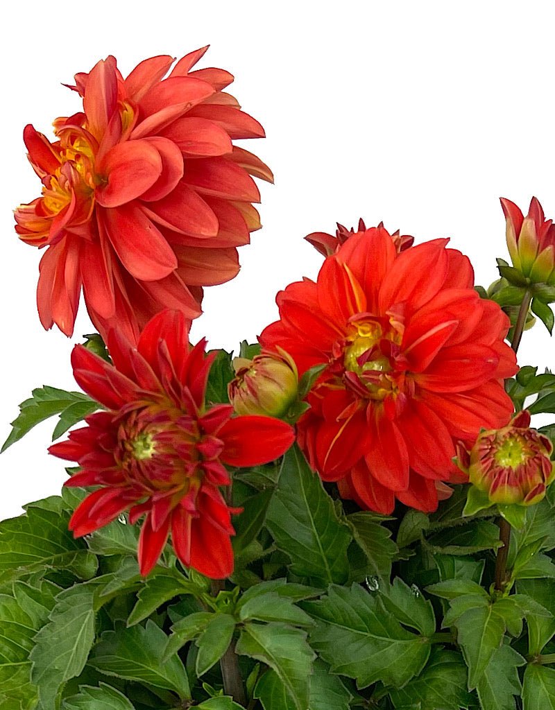 Dahlia 'Hypnotica Orange' 1 Gallon - The Garden Corner