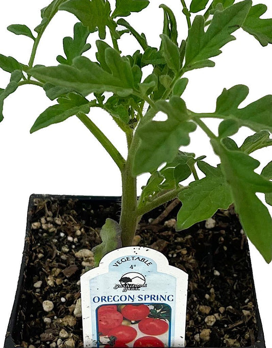 Tomato 'Oregon Spring' - The Garden Corner
