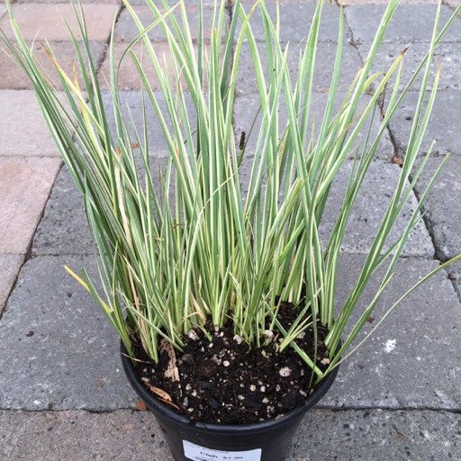 Acorus gramineus 'Variegatus' - The Garden Corner