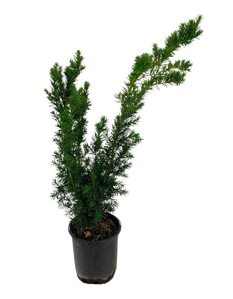 Taxus x media 'Hicksii' - The Garden Corner
