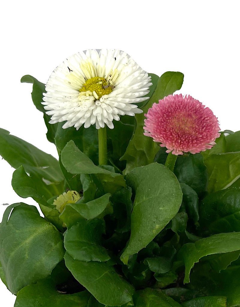 Bellis p. 'Tasso Mix' 4 Inch - The Garden Corner