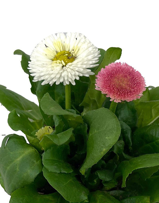 Bellis p. 'Tasso Mix' 4 Inch - The Garden Corner