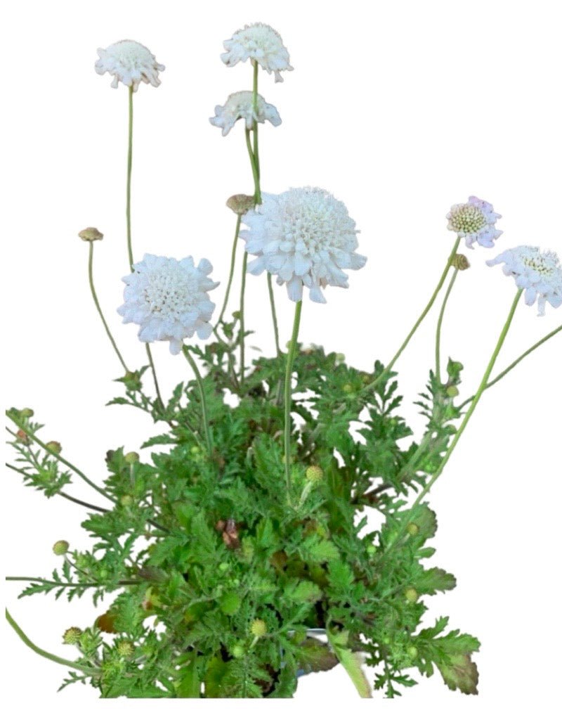 Scabiosa 'Flutter Pure White' 1 Gallon - The Garden Corner