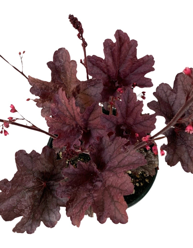 Heuchera 'Grape Timeless'