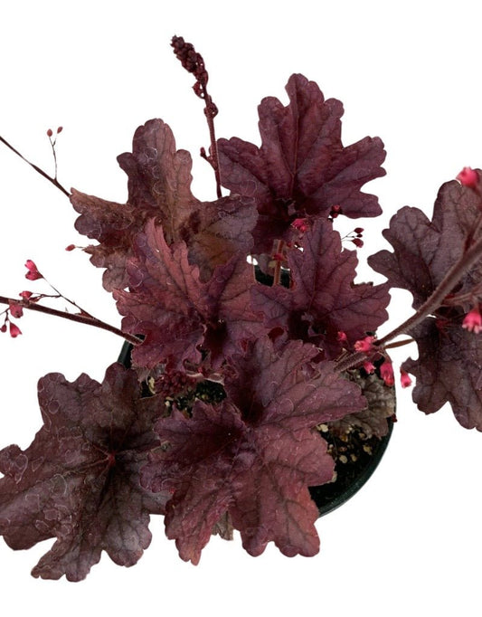 Heuchera 'Grape Timeless' - The Garden Corner