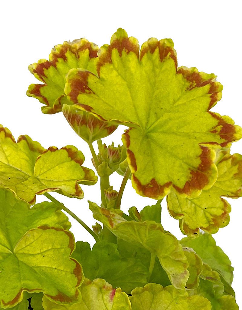 Geranium Zonal 'Glitterati Diva Queen' - The Garden Corner