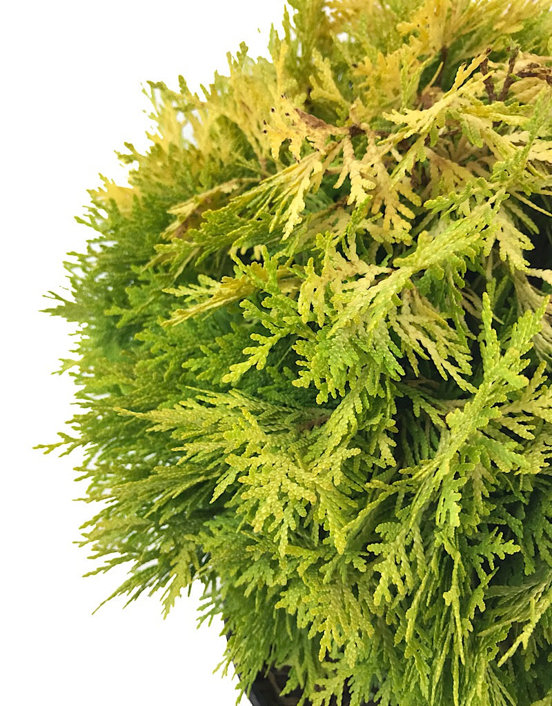 Thuja o. 'Autumn Moon' 3 gal