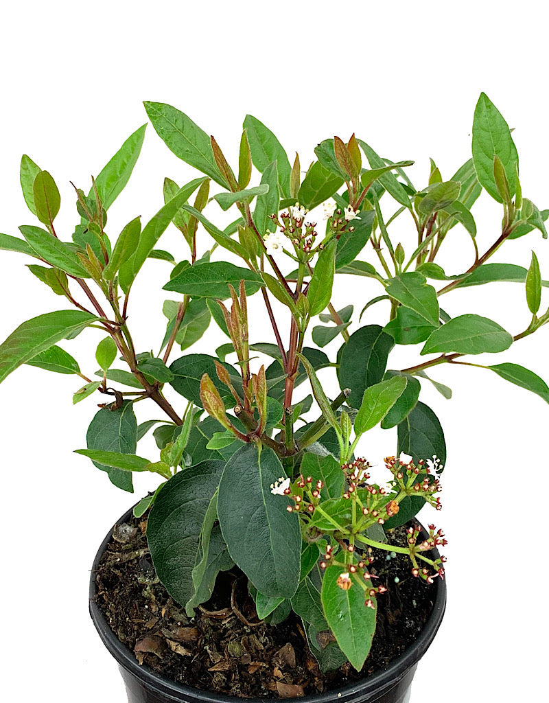 Viburnum tinus 'Spring Bouquet' 1 Gallon