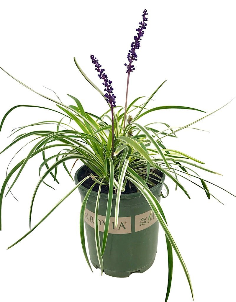Liriope m. 'Silvery Sunproof' - 1 gal - Perennials