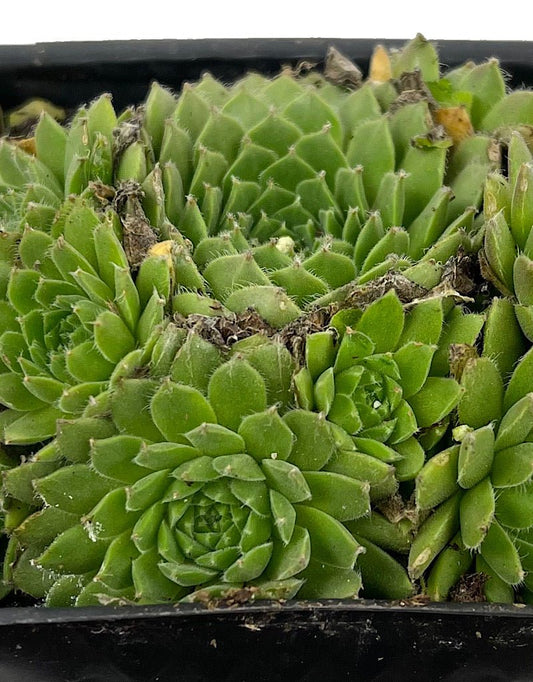 Sempervivum 'Spring Beauty' 4 Inch - The Garden Corner