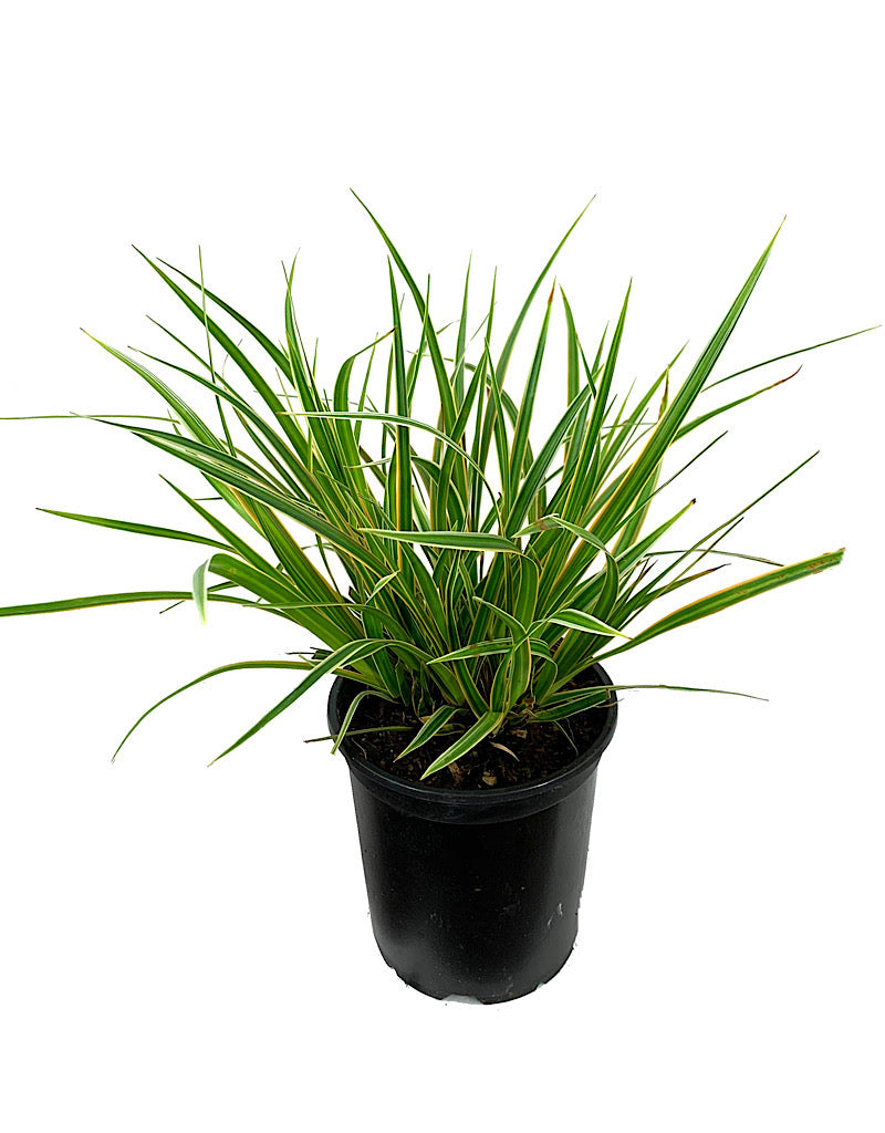 Carex oshimensis 'EverColor Everglow' Quart