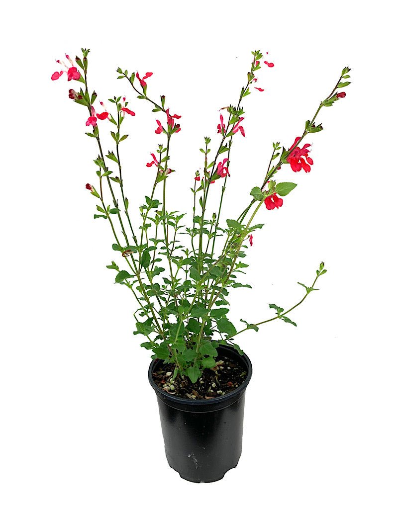 Salvia greggii 'Hot Lips' - Perennials