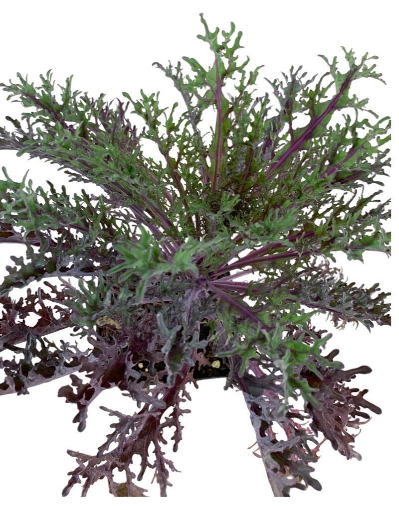 Kale 'Peacock Red' - The Garden Corner