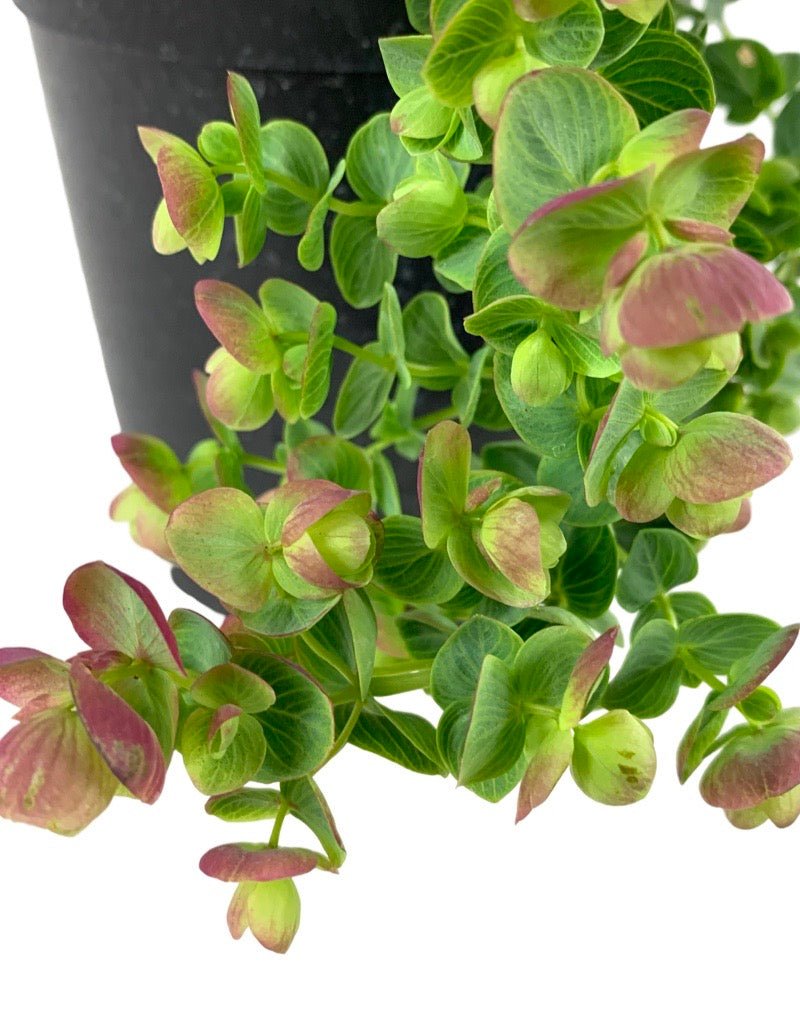 Oregano 'Kirigami' - The Garden Corner